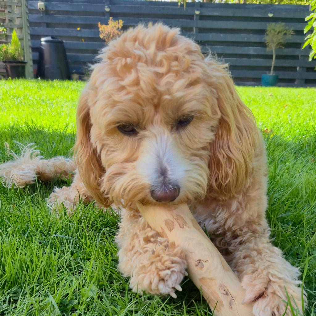 Natural Coffee Wood Dog Chews