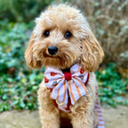 Harrold + Hattie Bears Dog Harness (XXS-XS)