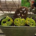 Garden Décor Ornament Stakes Set of 3 'Halloween Pumpkins'