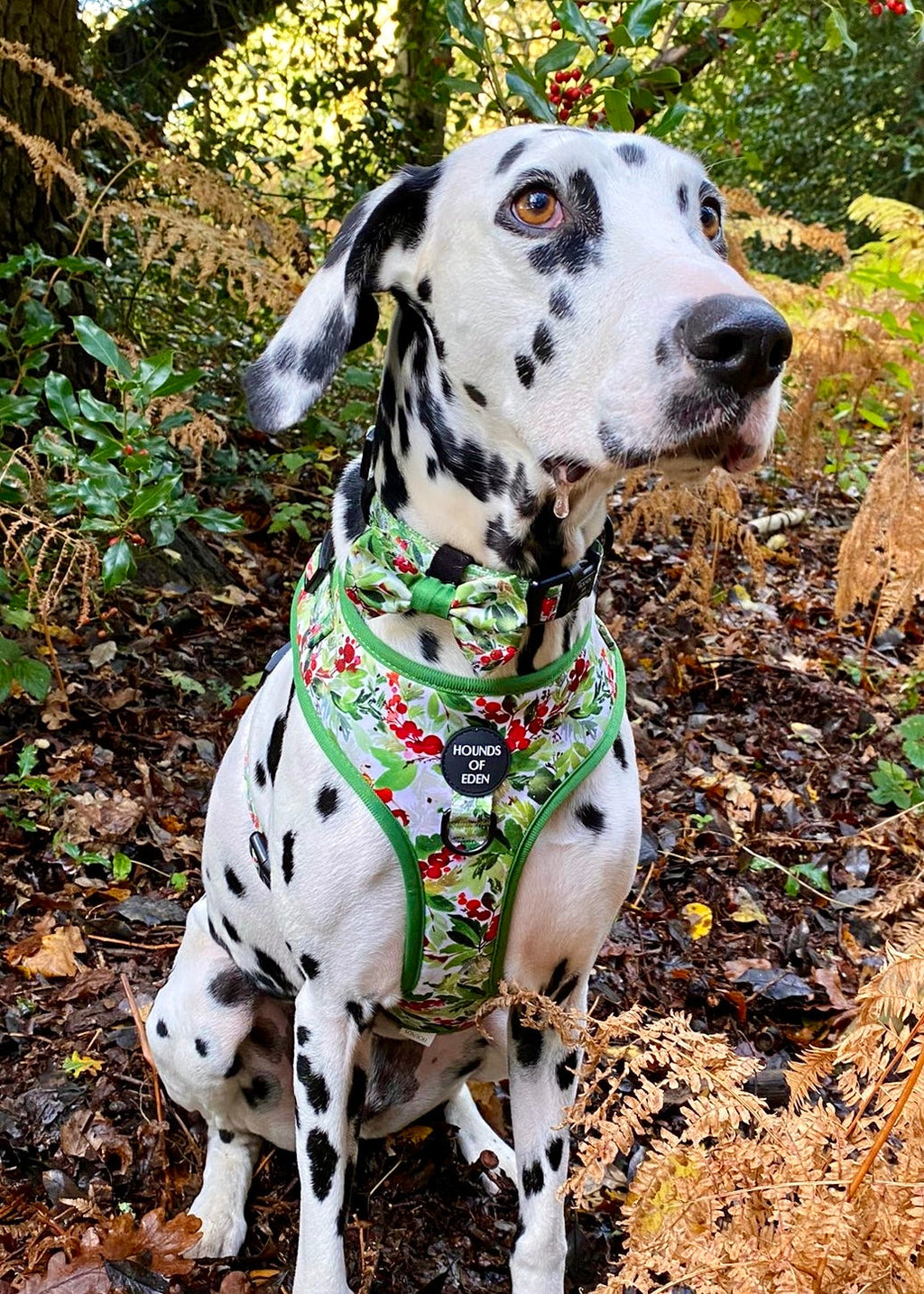 Winter Spruce & Berries Design Dog Collar
