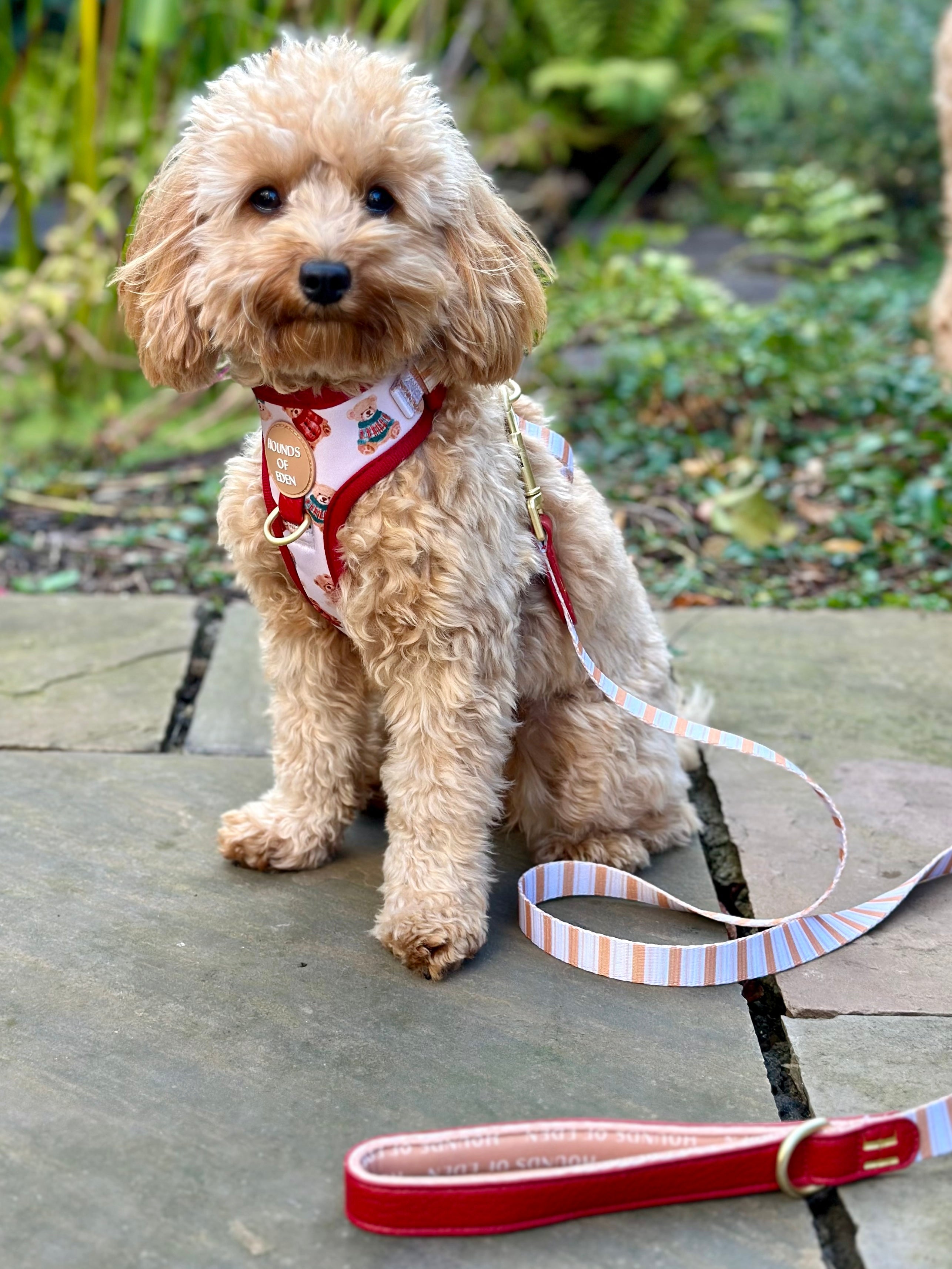 Harrold + Hattie Bears Dog Harness (XXS-XS)