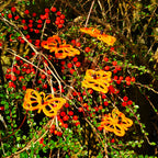 Large Garden Décor Ornaments Set of 5 'Comma Butterflies'