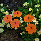 Small Garden Décor Ornaments Set of 5 'Double Blossom'