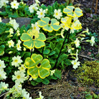 Small Garden Décor Ornaments Set of 5 'Double Blossom'