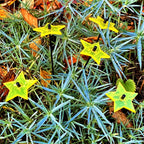 Garden Décor Ornaments Set of 5 small 'Shining Stars'