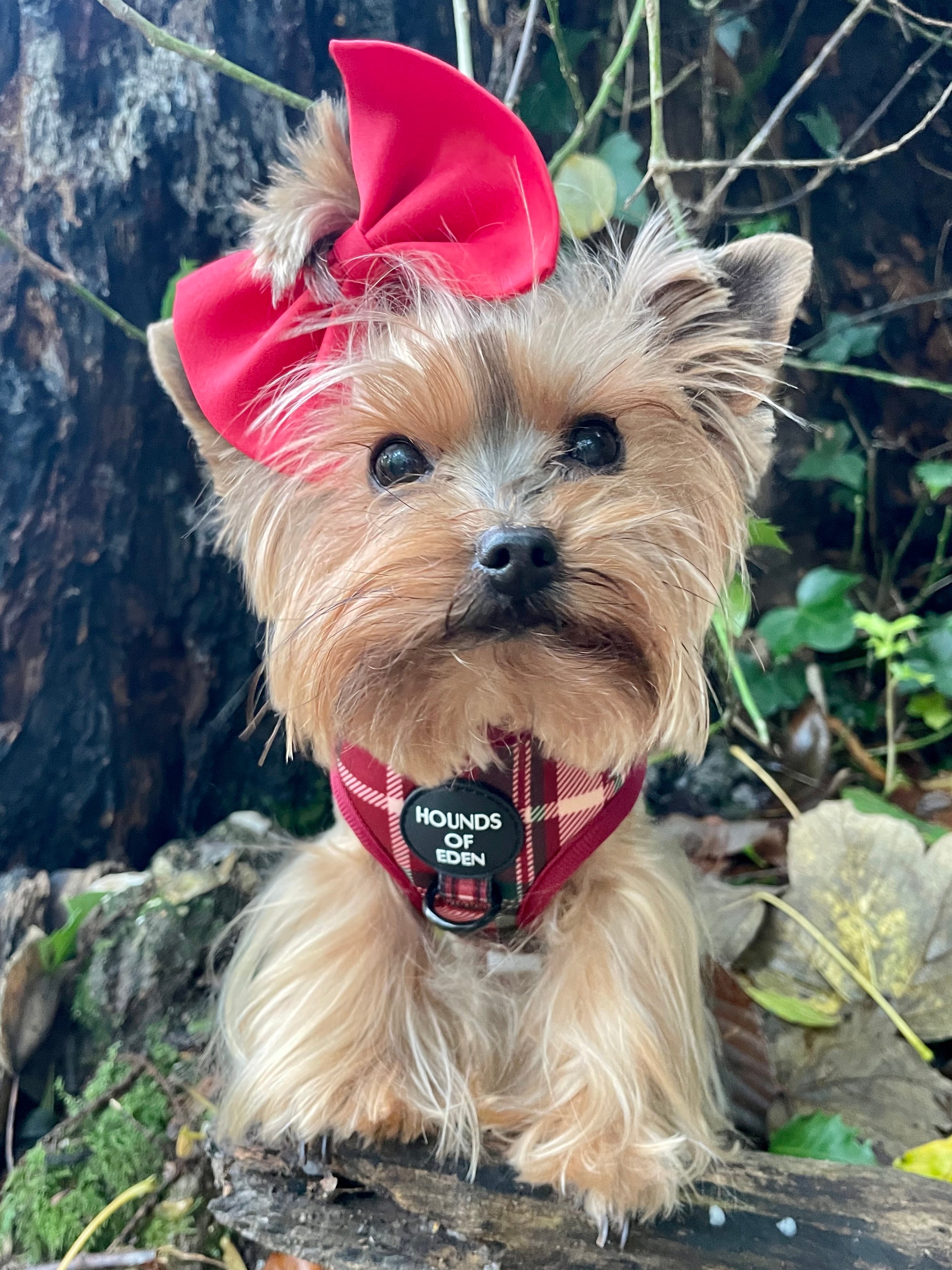 Tartan Me Up - Red & Cream Tartan Design Dog Lead