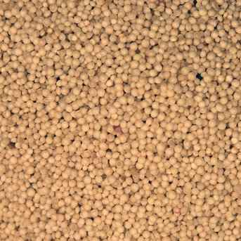 Infinity Foods Bulk Organic Amaranth Grain