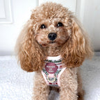 Bella's Jumper Dog Collar + Tag Holder