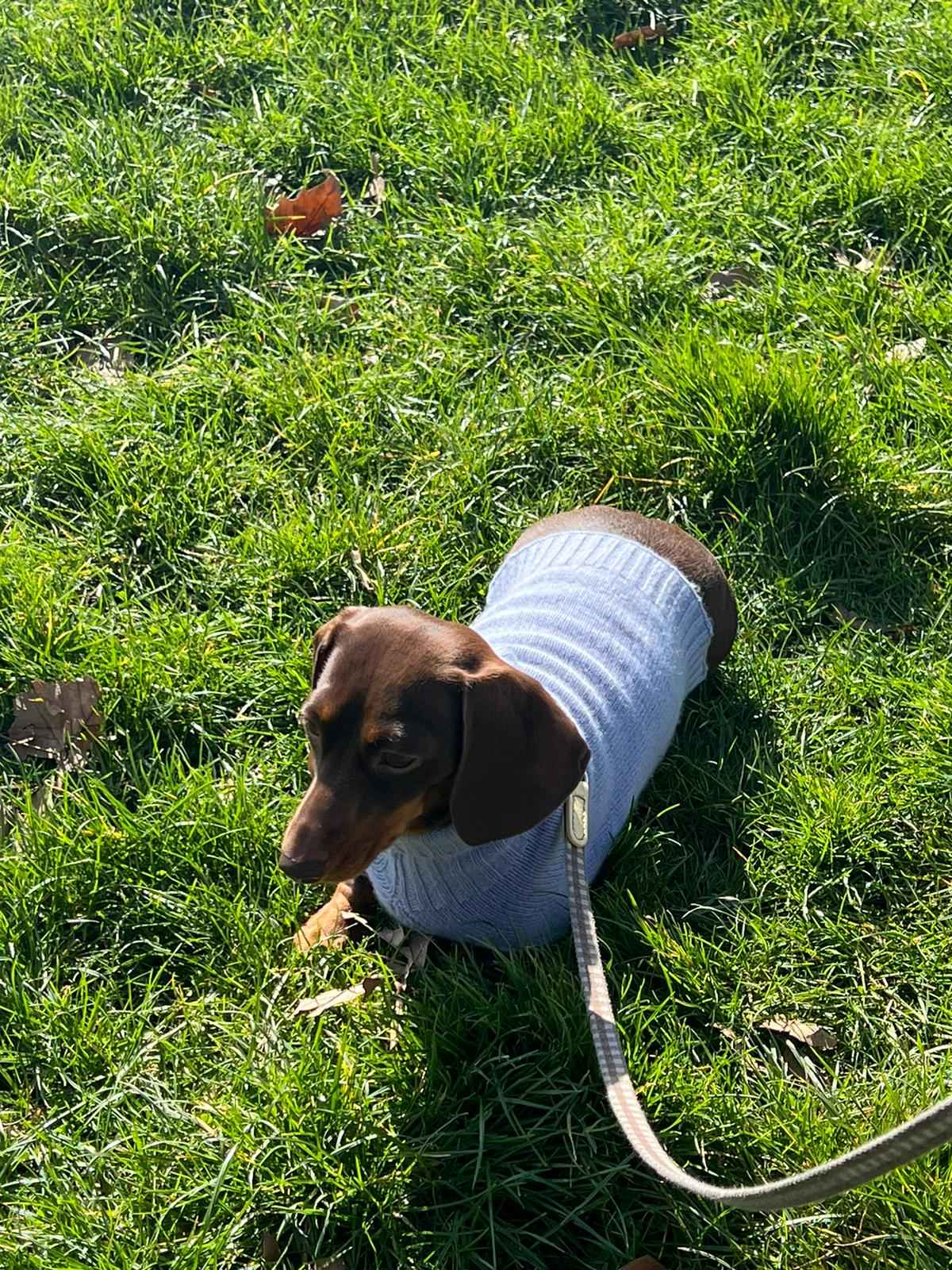 Blue Cashmere Plain Dog Jumper