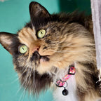 Florentina - Cat Collar, One Size