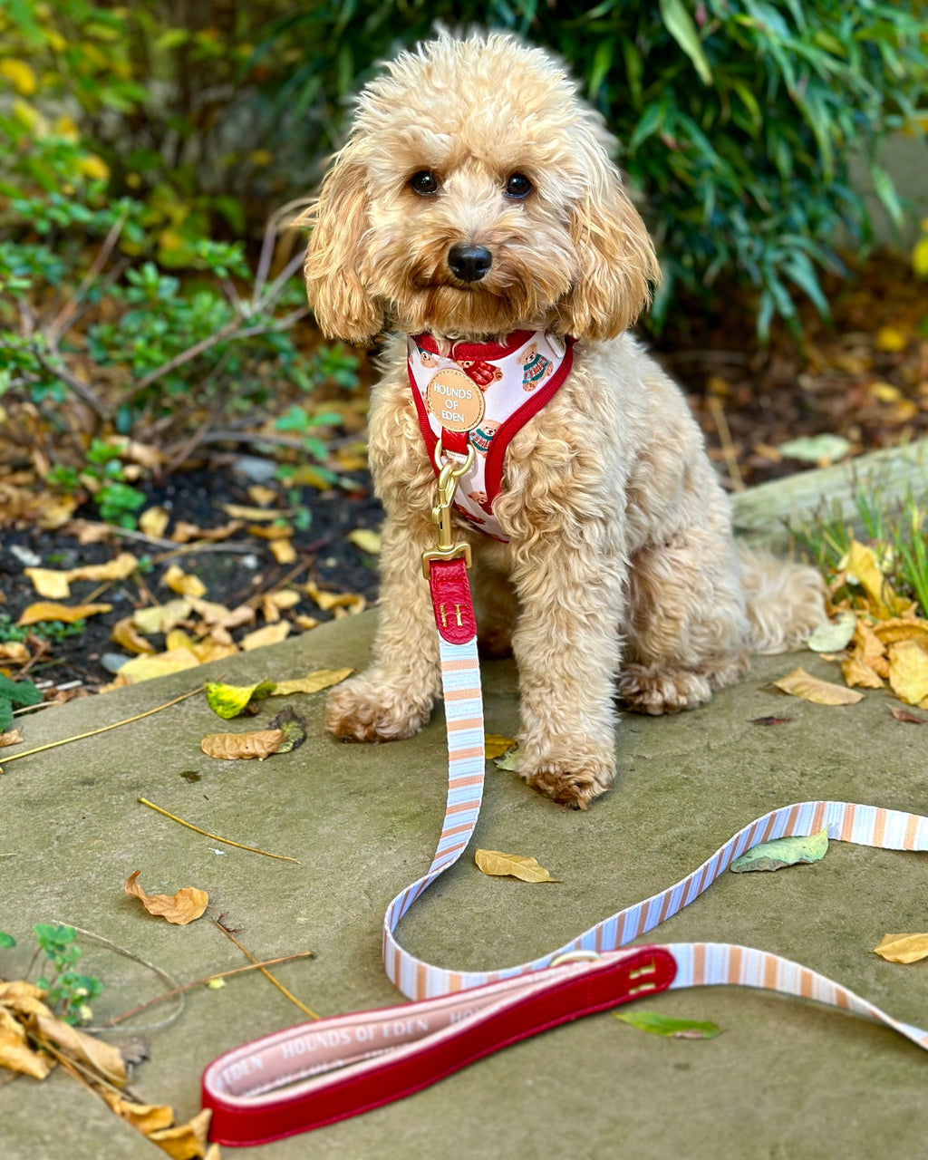 Harrold + Hattie Bears Dog Harness (XXS-XS)