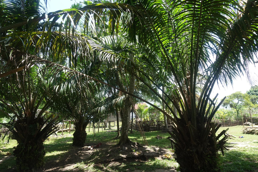 Pure Batana Oil 100ml — The Original, 100% Pure Oil from Honduras