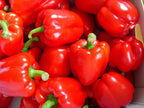Original Chilli Relish - Chilli Jam