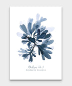 Dulse No 1 Seaweed series by Sarah Bell