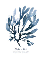 Dulse No 2 - PALMARIA PALMATA