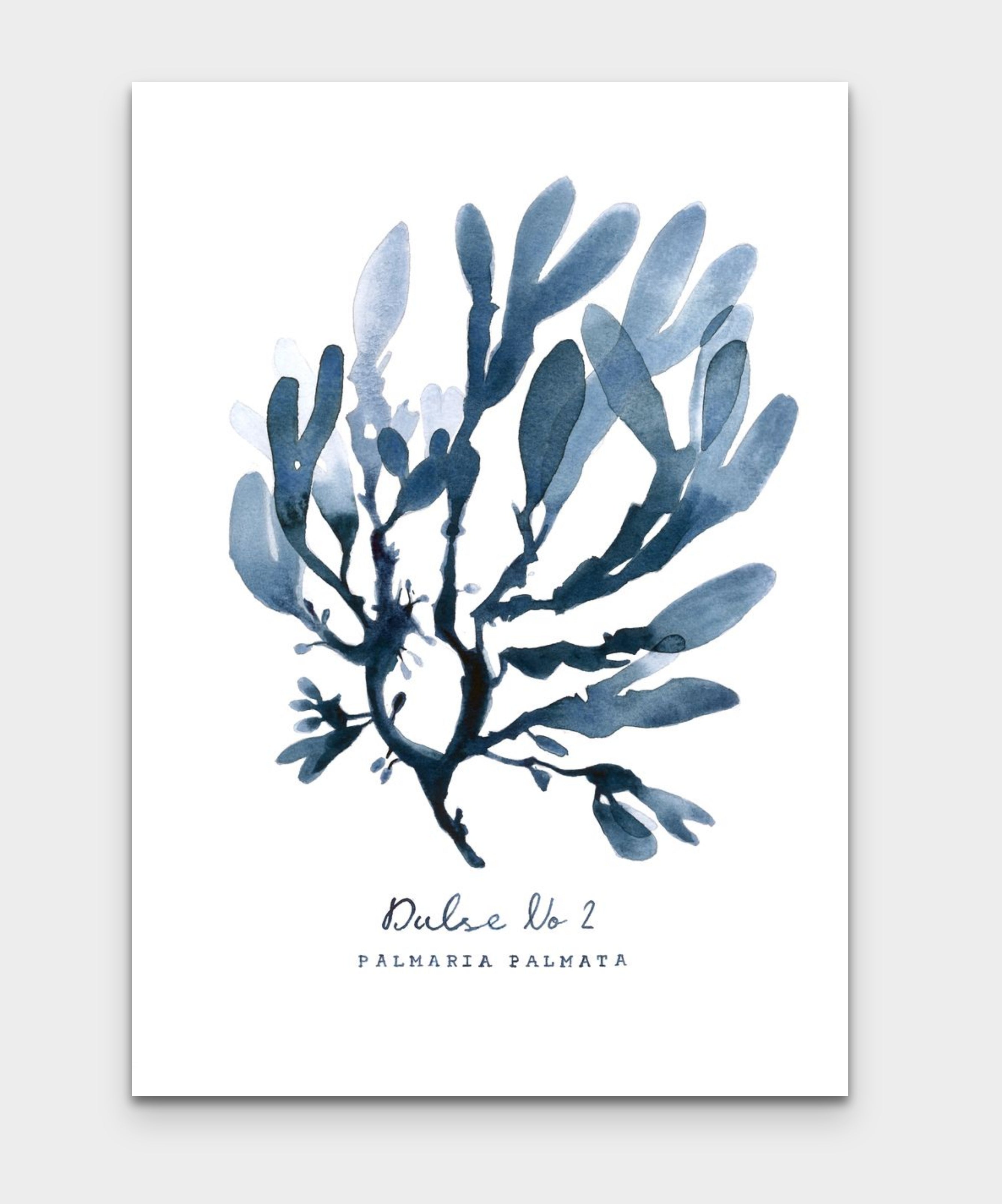 Dulse No 2 - PALMARIA PALMATA