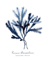 Fucus Serratus