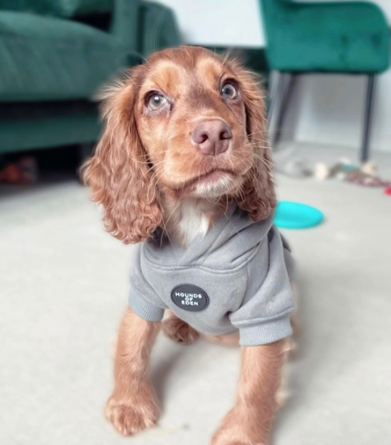 Dog Hoodie - Purple