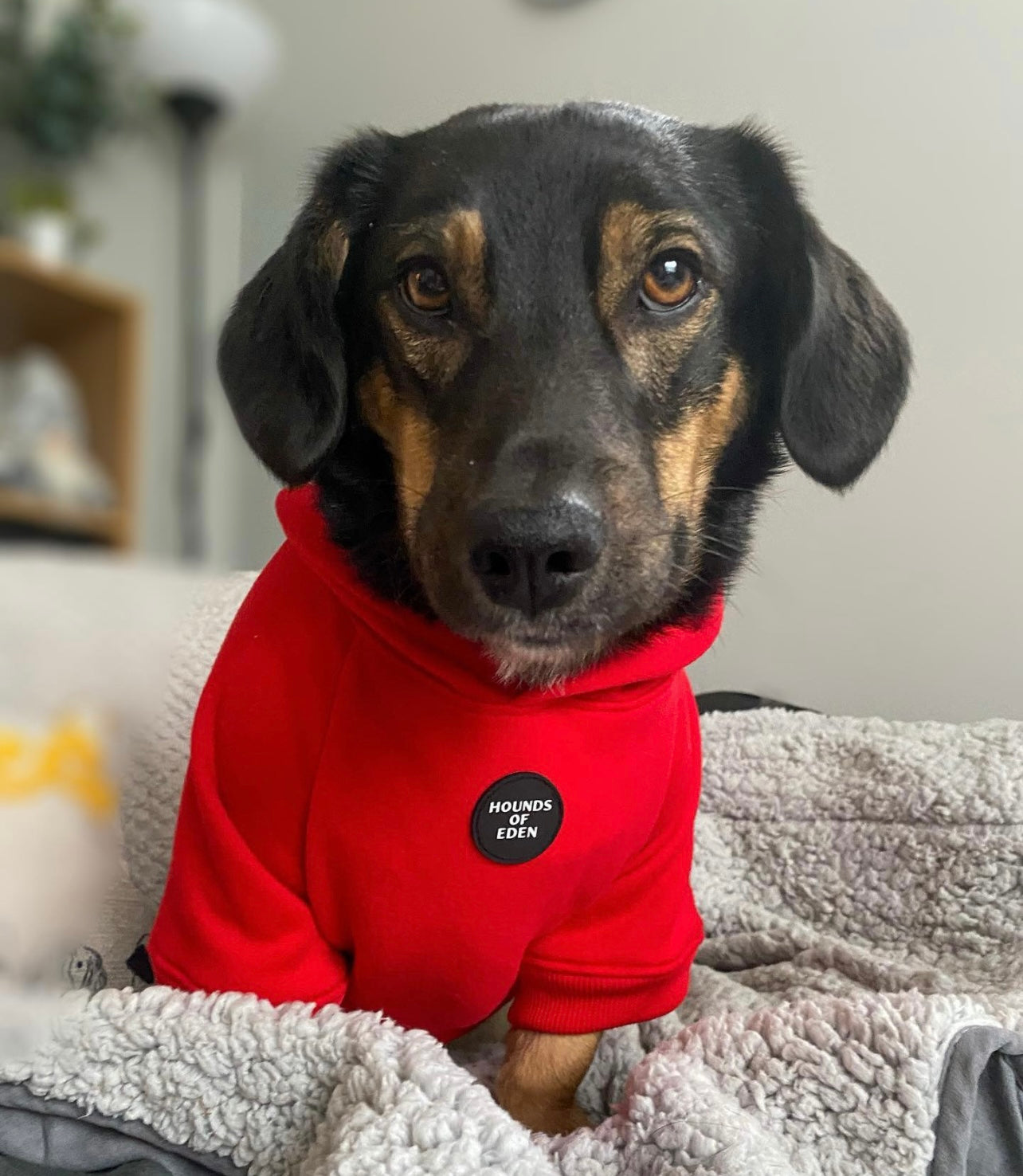 Dog Hoodie - Sky Blue