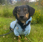 Dog Hoodie - Sky Blue