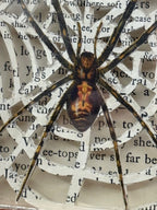 There Are Spiders In The Jungle Book, Altered Book Carving