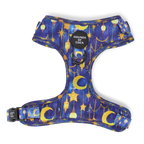 Arabian Nights - Blue and Gold Dog Collar