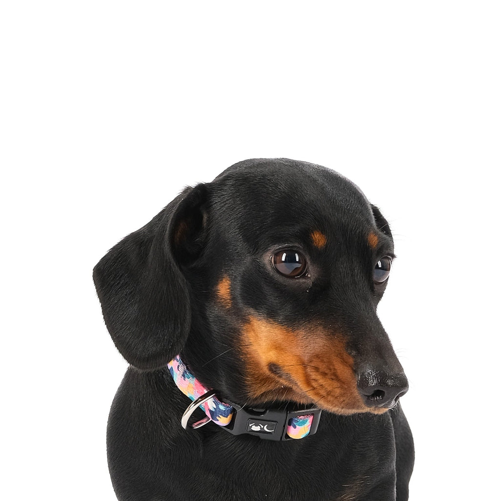 The Luna Dog Collar