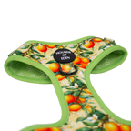 Simply the Zest - Oranges Dog Collar