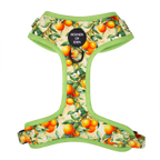 Simply the Zest - Oranges Dog Collar