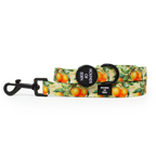 Simply the Zest - Oranges Dog Collar