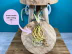 Plant Propagation Gift Set #3