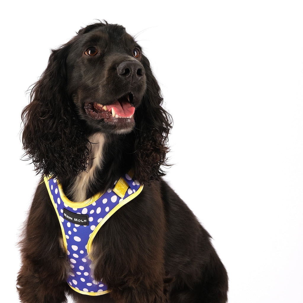 The Minnie Mesh Harness