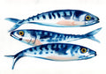 "Three Mackerel" Print