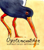 Oystercatcher  - Cornish Sea Life Series -  Giclée Print