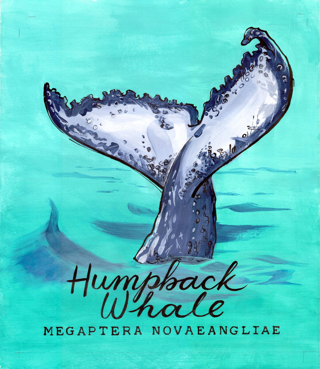 Humpback Whale  - Cornish Sea Life series -  Giclée Print