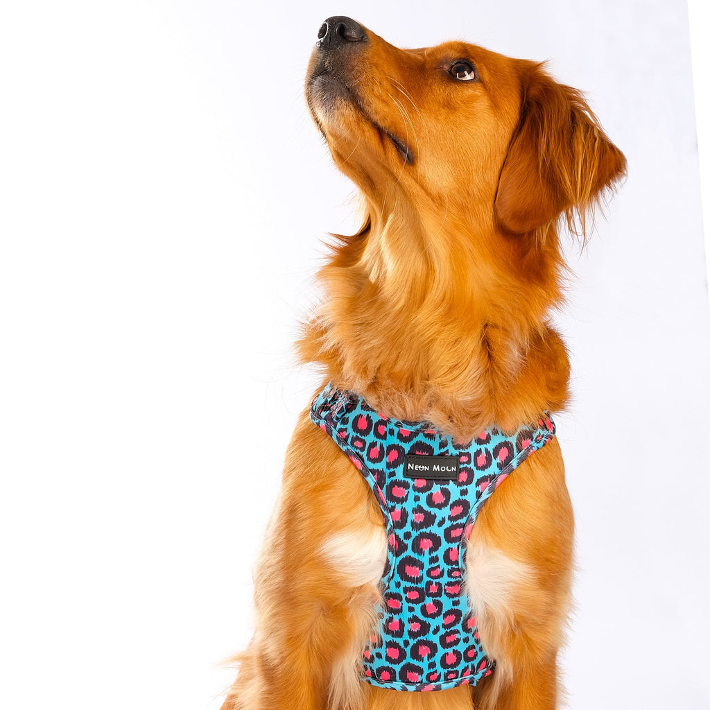 The Willow Mesh Harness