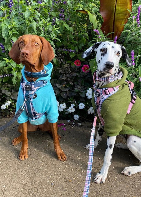 Dog Hoodie - Sky Blue