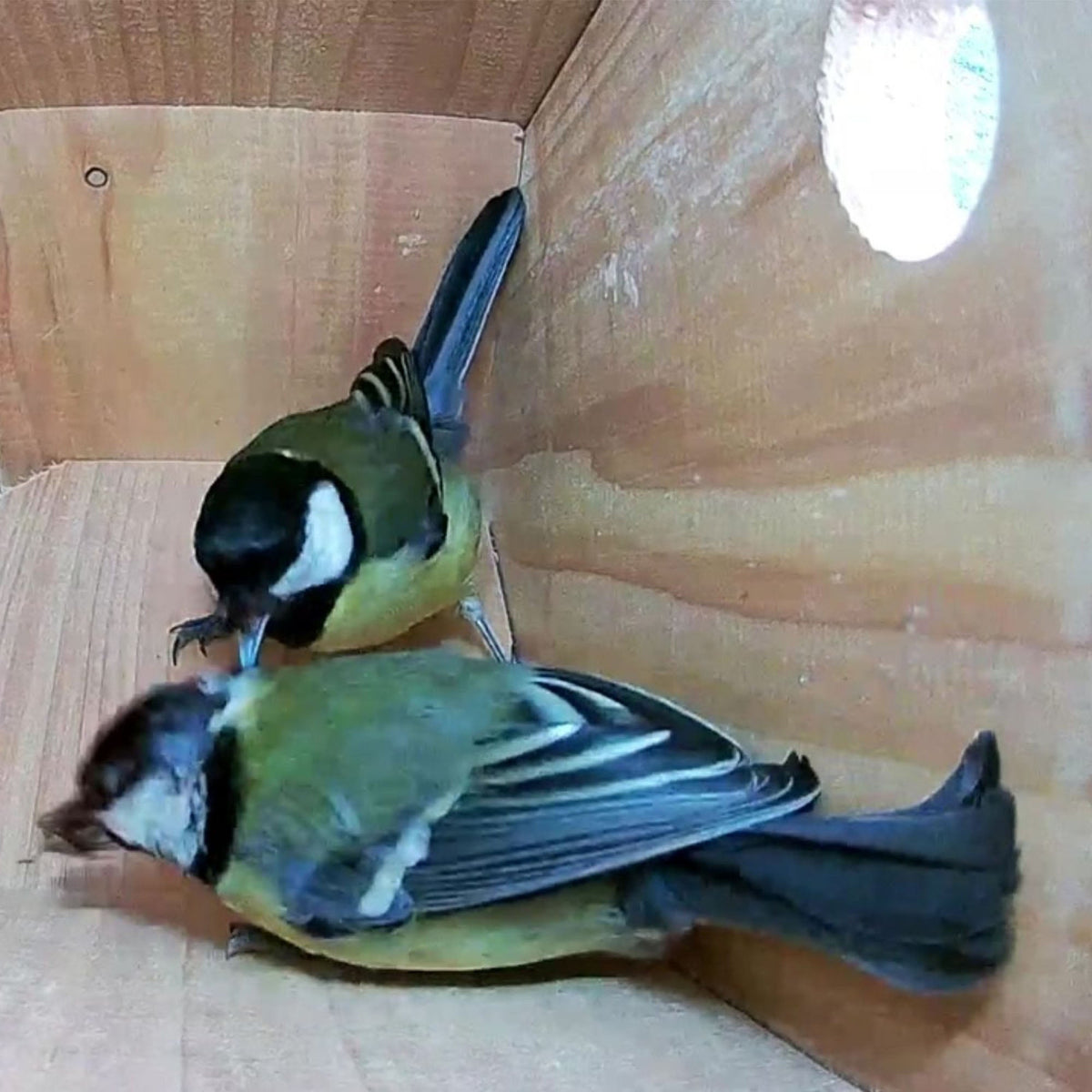 WiFi Side View Bird Box Camera Complete Pack