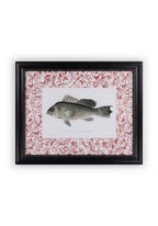 Fish III Framed Print Noble Vintage for the English Home