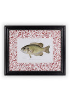 Fish IV Framed Print British, and Just a Bit Brilliant