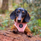 Dog Hoodie - Brown