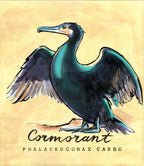 Cormorant  - Cornish Sea Life Series - Giclée Print