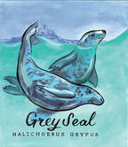 Grey Seal  - Mounts Bay Sea Life Series - Giclée Print