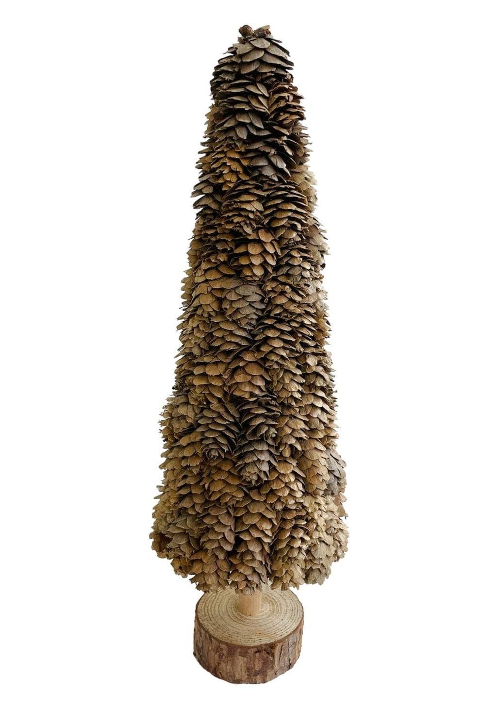 Holly Evergreen Tree