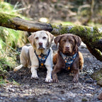 Supaw Strong™ 'Brush It Off' Utility Harness