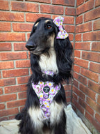 Daisy Dreams Design Dog Collar
