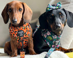 Burnt Orange Leopard Design Dog Collar