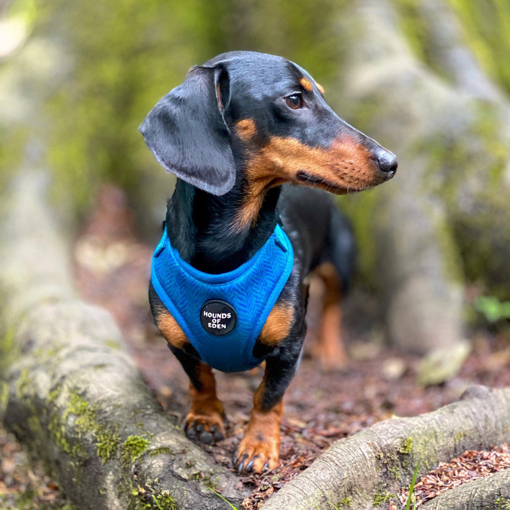 'Bruce' - Blue & Teal Herringbone Dog Harness
