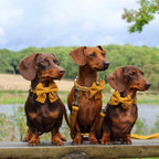 Mustard Yellow Corduroy Collar