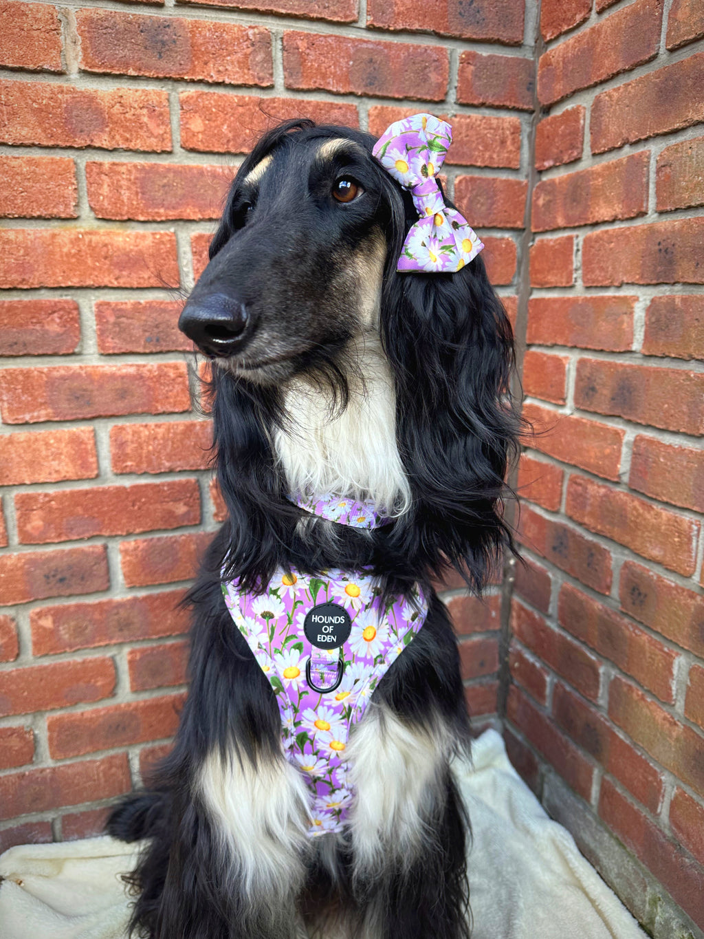 Daisy Dreams Design Dog Lead